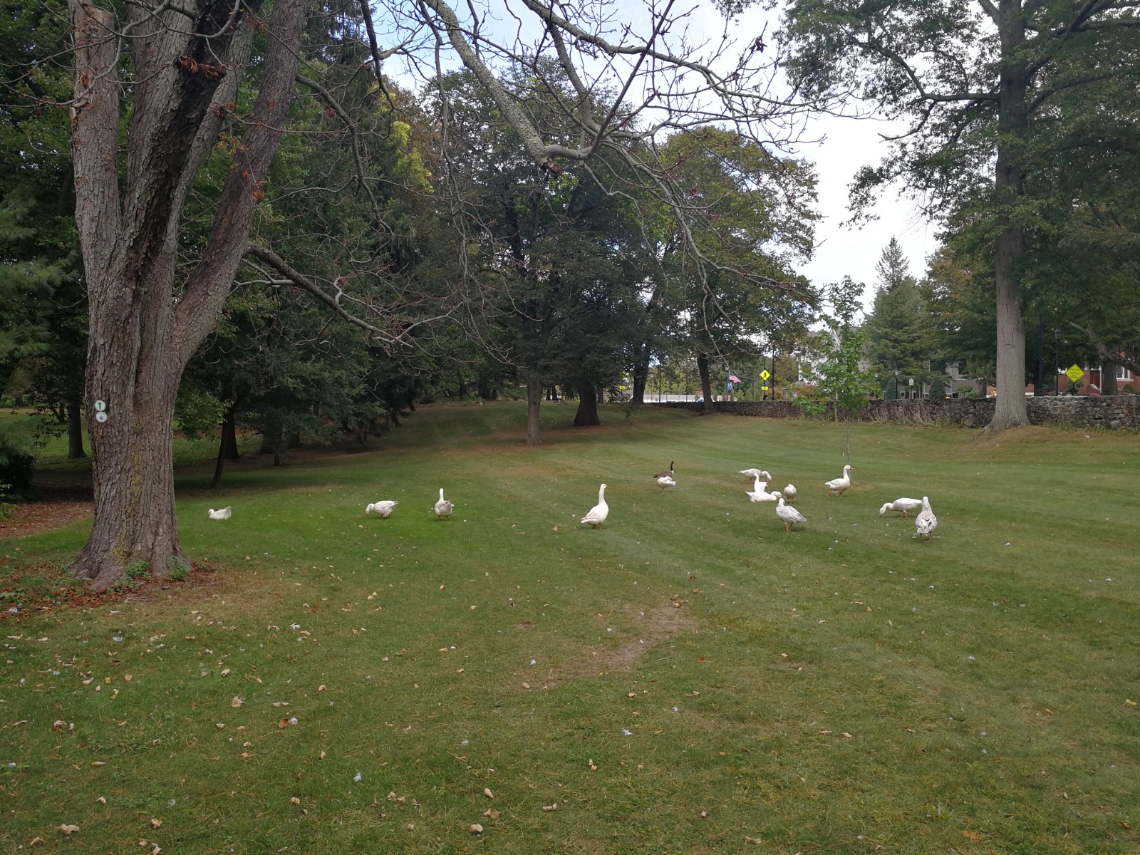 Morton Park banner image