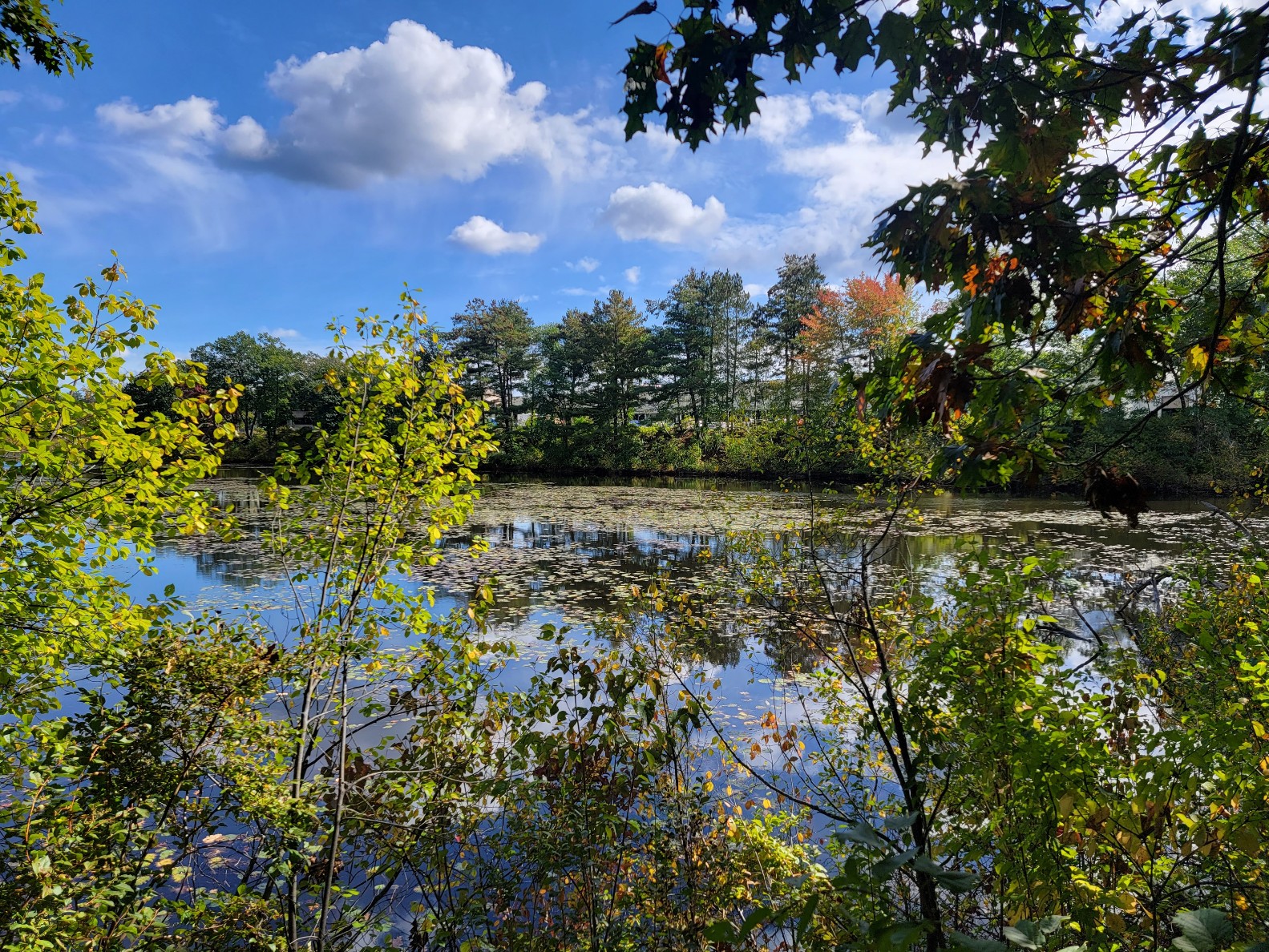 Joyce Park Wildlife Sanctuary banner image
