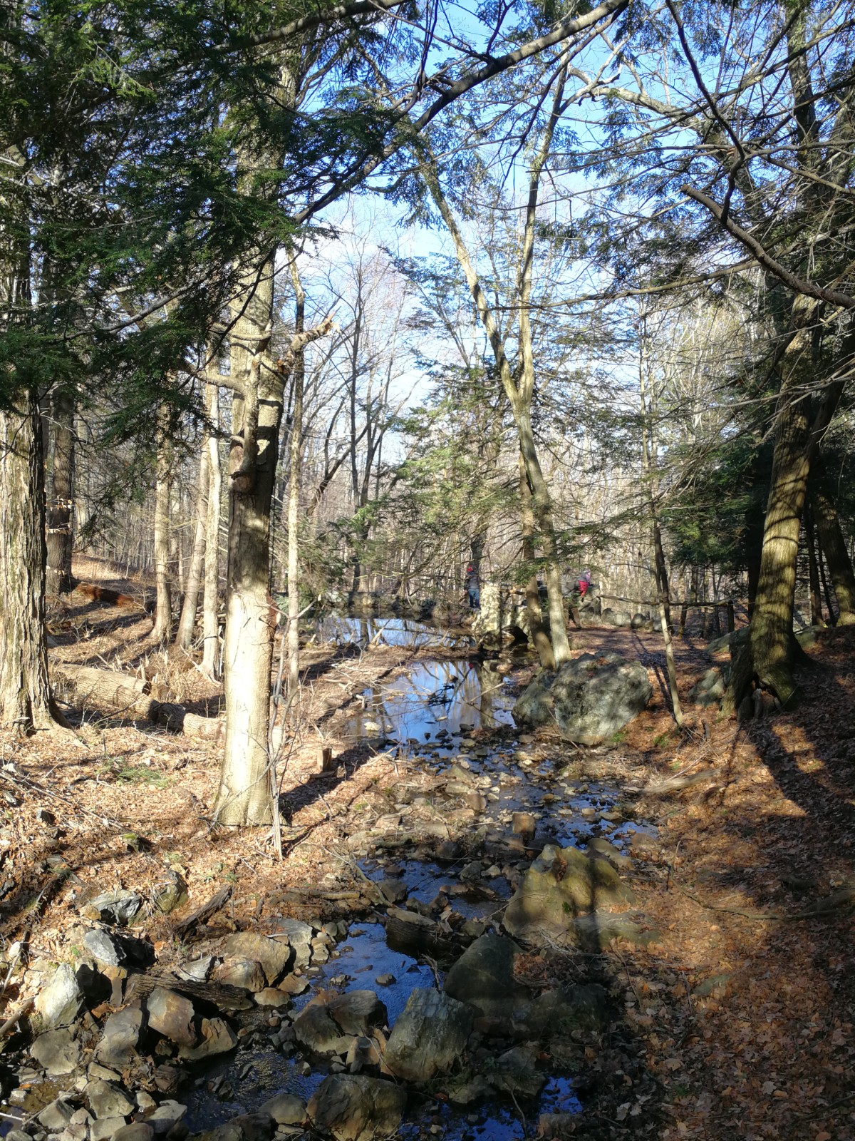 Middlesex Fells Reservation - Virginia Wood banner image