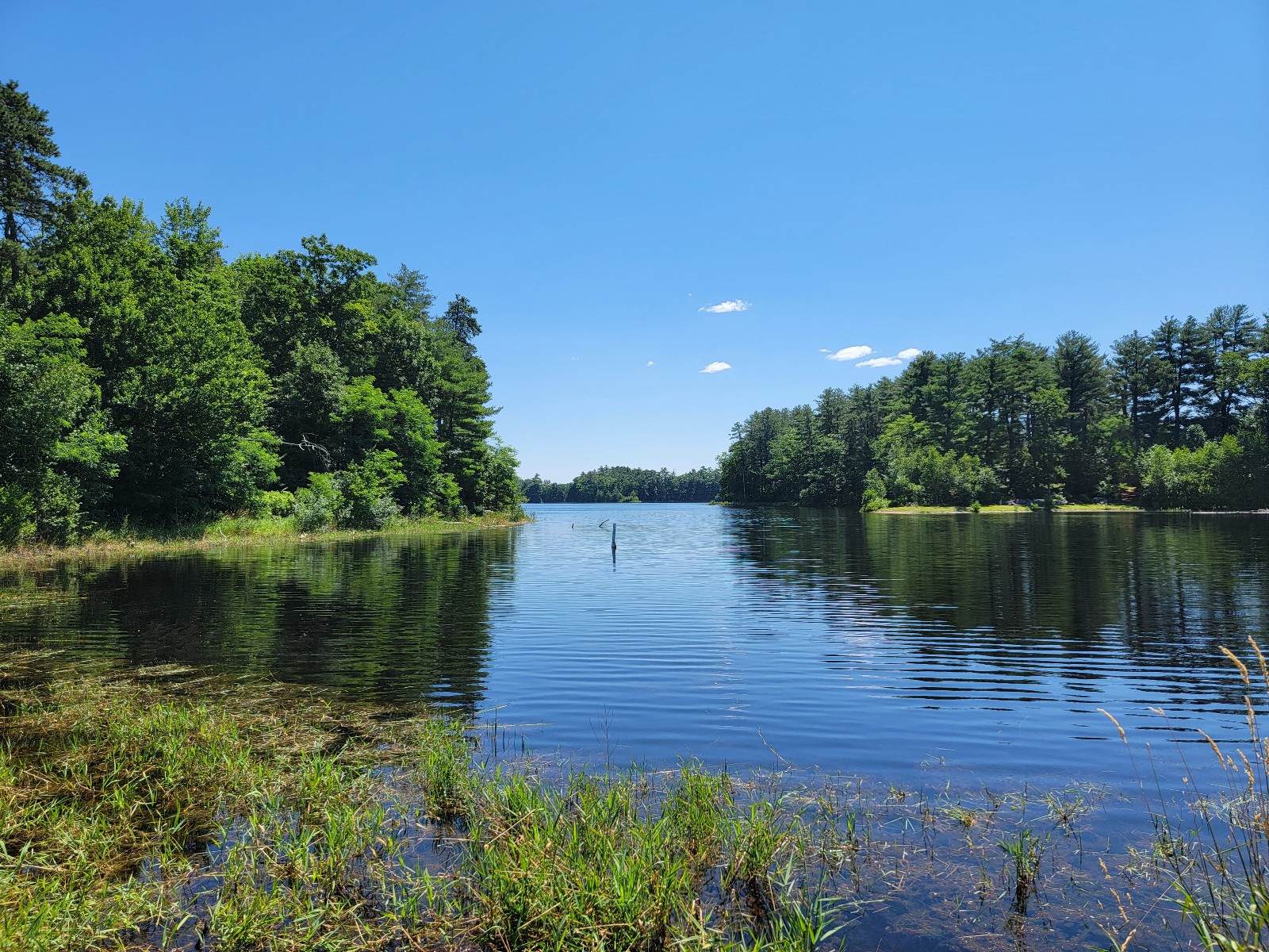 Willand Pond banner image