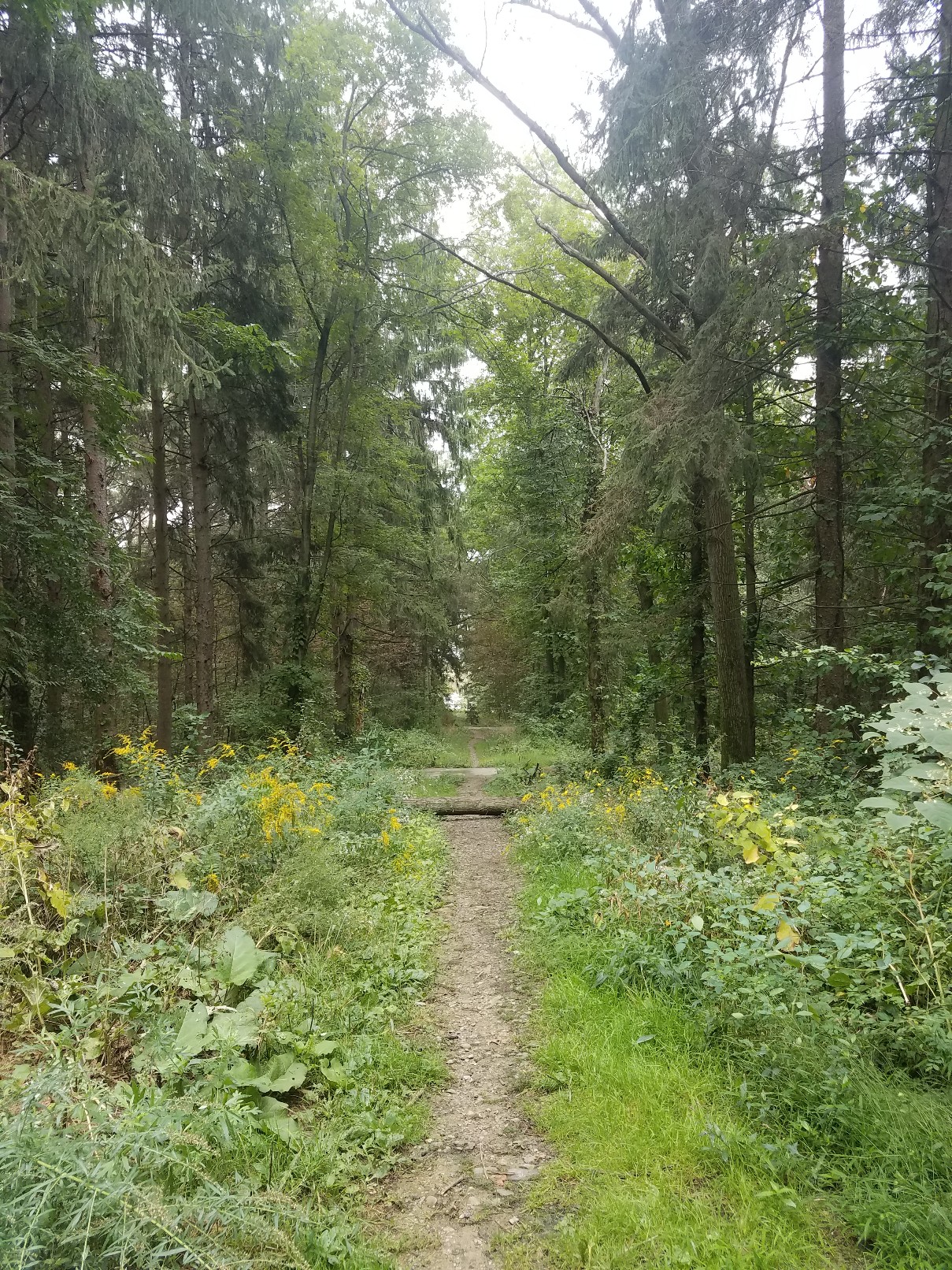 Bellevue Hill banner image