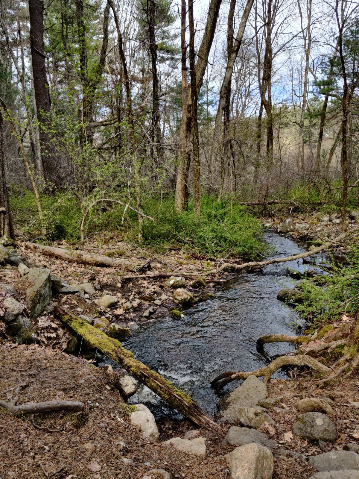 Jericho Town Forest banner image