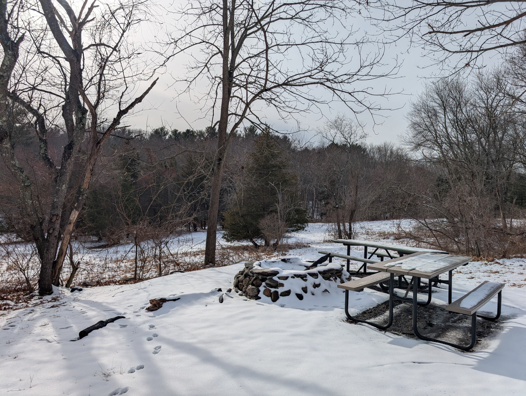 Willard's Woods banner image