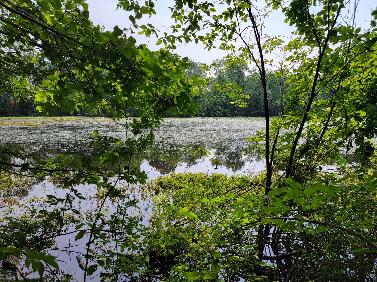 Beaver Brook Reservation - Historic Mill Ponds banner image